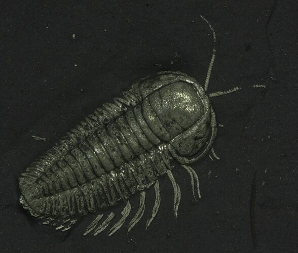 Pyritized Triarthrus Trilobite With Appendages - New York #92488